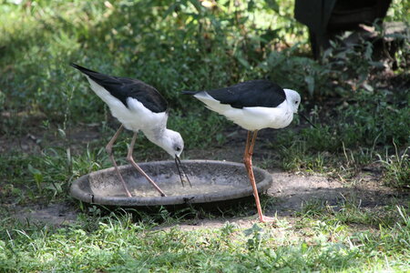 Marais Poitevin 2017, IMG_6576