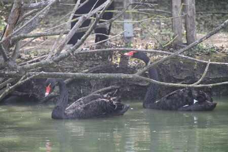 Marais Poitevin 2017, IMG_6578