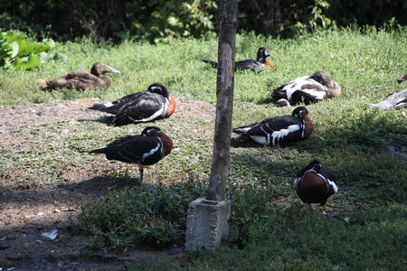Marais Poitevin 2017, IMG_6592-1
