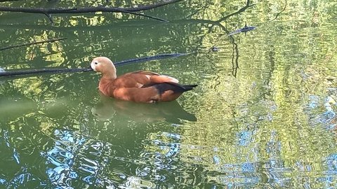 Marais poitevin 2017 -2-, FOT9A0D