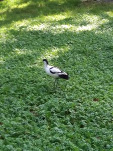 Marais poitevin 2017 -2-, Resized_20170902_114442_1504362132950