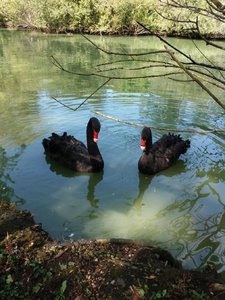 Marais poitevin 2017 -2-, Resized_20170902_115220_1504361796984