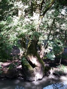 Marais poitevin 2017 -2-, Resized_20170902_115631_1504362042055