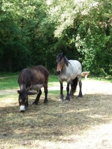 Marais poitevin 2017 -2-, Resized_20170902_120348_1504361921178
