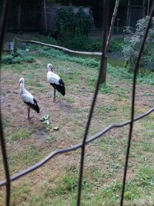 Marais poitevin 2017 -2-, Resized_20170902_122119_1504361787274