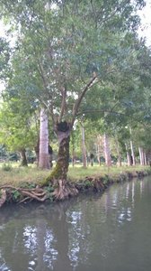Marais Poitevin /Maria, V__3C08