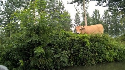 Marais Poitevin /Maria, V__4C38