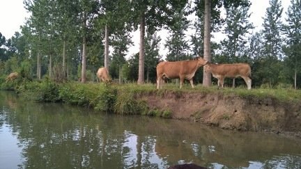 Marais Poitevin /Maria, V__17EC