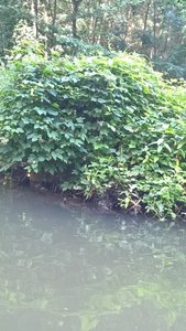 Marais Poitevin /Maria, V__71BE