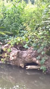 Marais Poitevin /Maria, V__E812