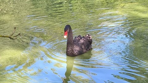 Marais Poitevin /Maria, FOTC598