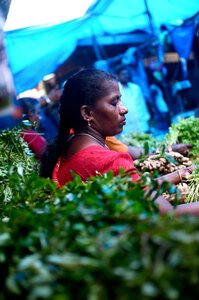 Pondichéry , 339299_10151048030889770_309710401_o