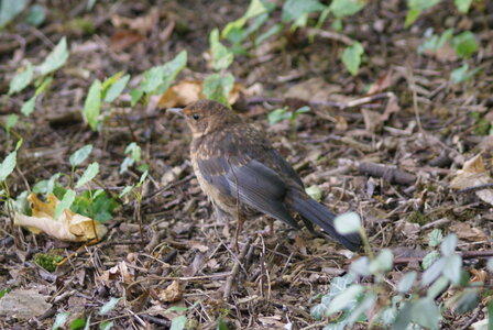 gros plans, DSC00067