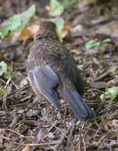 gros plans, DSC00068