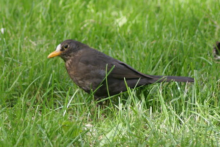 gros plans, DSC00071