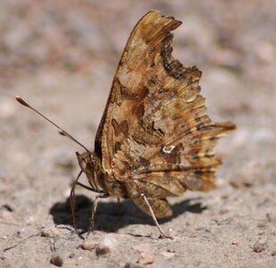 gros plans, DSC00092