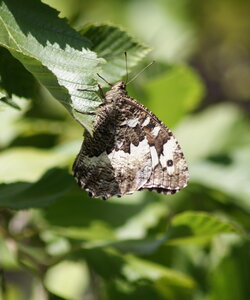 gros plans, DSC00097