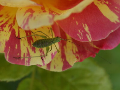 gros plans, DSC00427