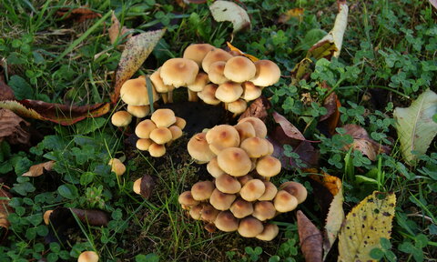 gros plans, DSC00508