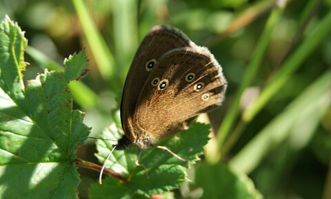 gros plans, DSC02259