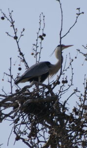 gros plans, DSC03923