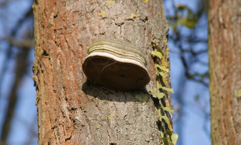 gros plans, DSC03970