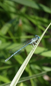 gros plans, macro