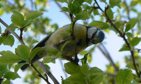 gros plans, mésange