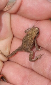 gros plans, petit crapaud