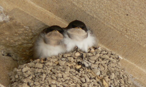 gros plans, photos didier 131