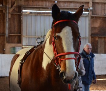 2018-02-04 Graimbouville - Longues rênes, DSC_3468