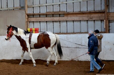 2018-02-04 Graimbouville - Longues rênes, DSC_3486