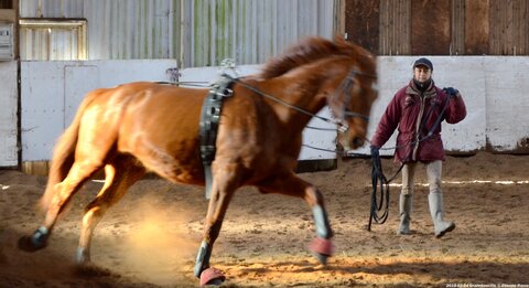 2018-02-04 Graimbouville - Longues rênes, DSC_3507