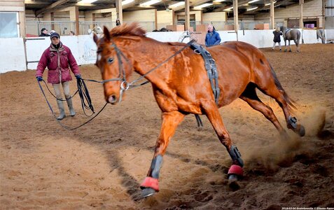 2018-02-04 Graimbouville - Longues rênes, DSC_3518
