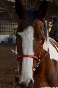 2018-02-04 Graimbouville - Longues rênes, DSC_3551
