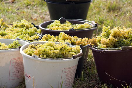 Vendanges en Auvergne, IMG_6799