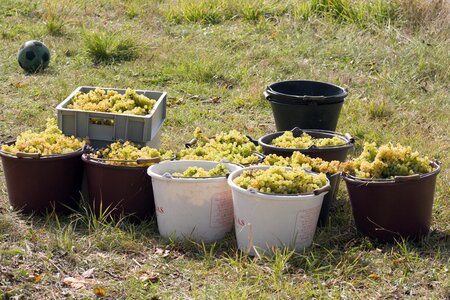 Vendanges en Auvergne, IMG_6800