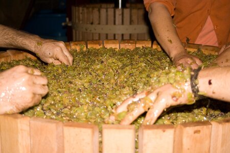 Vendanges en Auvergne, IMG_6866