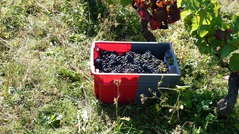 Vendanges en Auvergne, P1000541