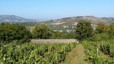 Vendanges en Auvergne, P1000542