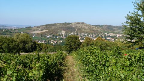 Vendanges en Auvergne, P1000566
