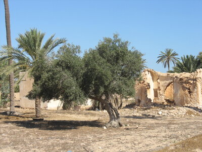Tunisie2012, Copie de IMG_8481