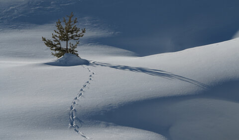 2018-02-02-04-capanna-mautino, alpes-aventure-ski-randonnee-capanna-mautino-dormillouse2018-02-03-046