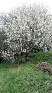 Blasimon 24/02/2018, P_20180224_1425291  1 