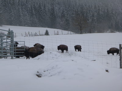RCKV:sortie neige 3-4fevrier2018, P1070044