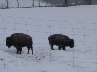 RCKV:sortie neige 3-4fevrier2018, P1070045