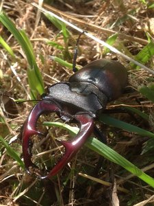 Les bestioles du verger, IMG_1103