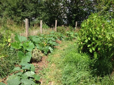 Jardin potager, IMG_0477