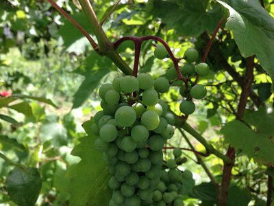 Jardin potager, IMG_0481