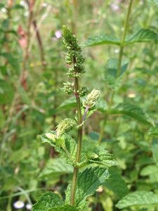 Jardin potager, IMG_0486